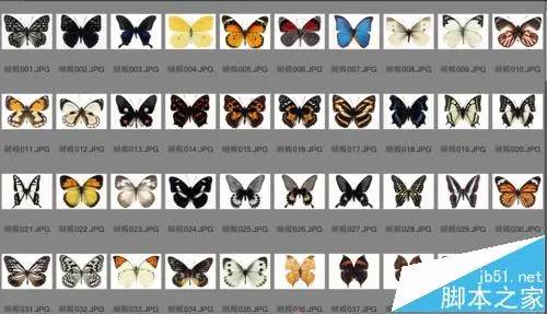 ae中怎么导入ps图片制作蝴蝶纷飞的动画?